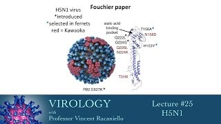 Virologie 2014 cours n°25 - H5N1