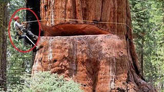 I Was Shocked When See This Cutting Giant Old Tree Skill. Fastest Chainsaw Felling Tree Down Skills