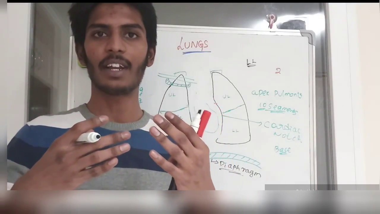 Anatomy of LUNGS 