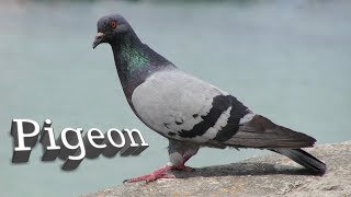 e bird flying pigeon 2