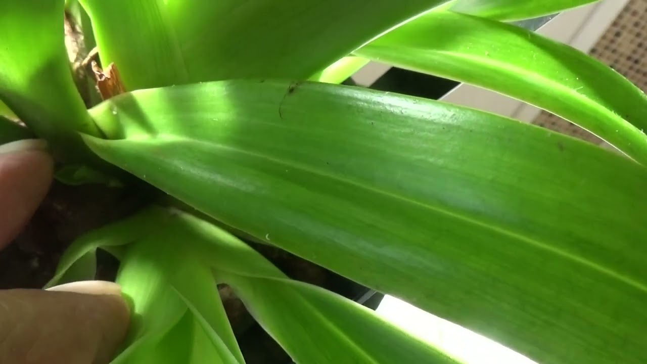 Мои тростник... и политы.