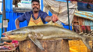 KASIMEDU 🔥 SPEED SELVAM | BIG SIZE COBIAN FISH CUTTING VIDEO | 4K VIDEO | KM FISH CUTTING 