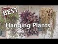 Best Hanging Plants in Philippine Weather (LOWLAND)