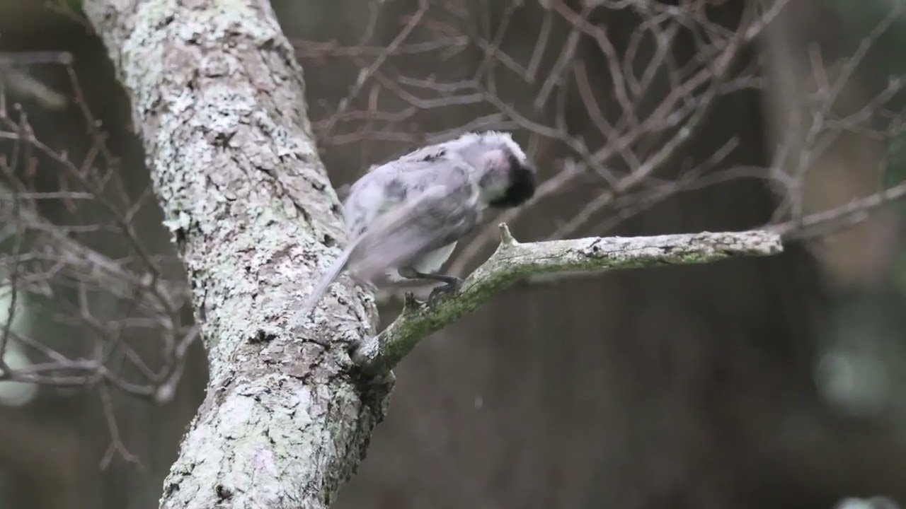 コガラ・ファミリー✨✨✨ - 彩とりどり