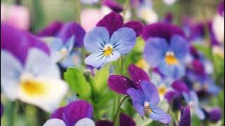 Lali Gordzamashvili - Blue Violets