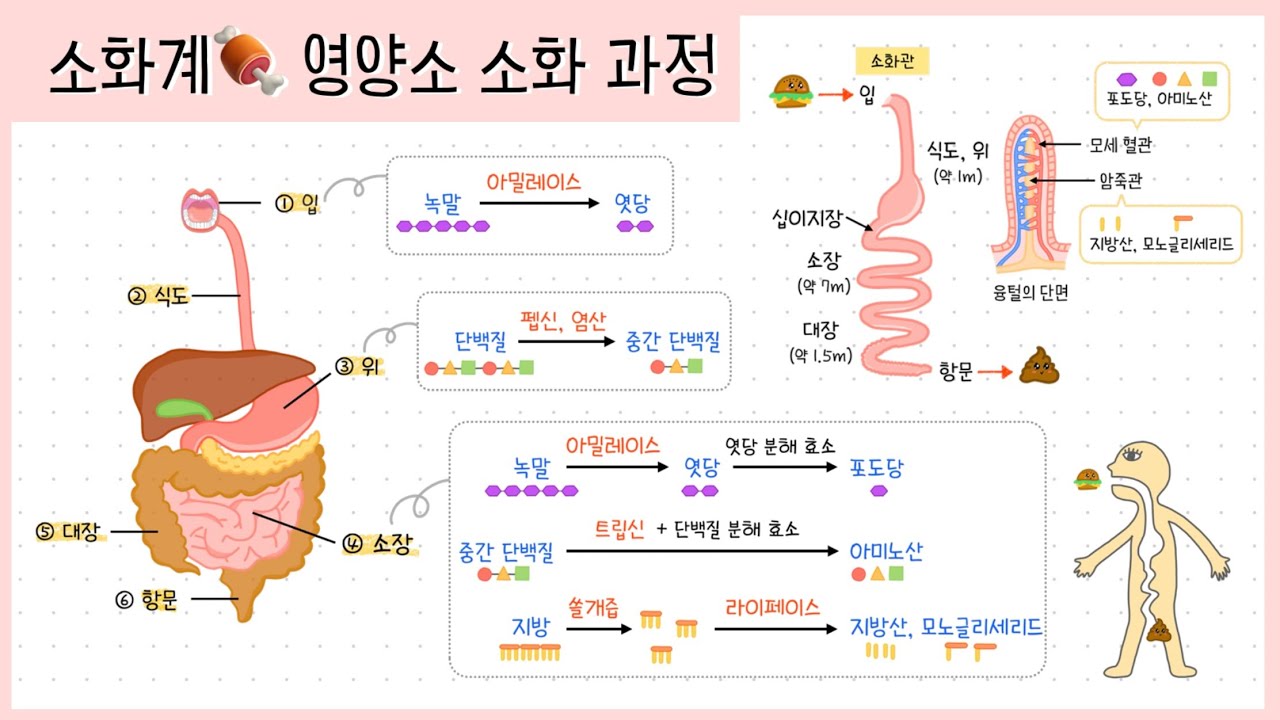[중② 6단원] 3강. 소화계🫦┃영양소 소화 과정┃소화 효소🧐 - YouTube