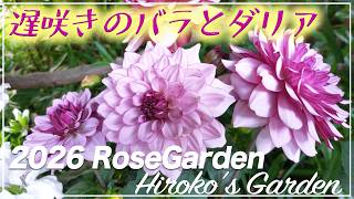 はなです。紫色のダリアと薄紫のローズのリース&グリーンローズのリースお纏め 初夏の花】遅咲きのバラとダリアが美しいプライベートガーデン