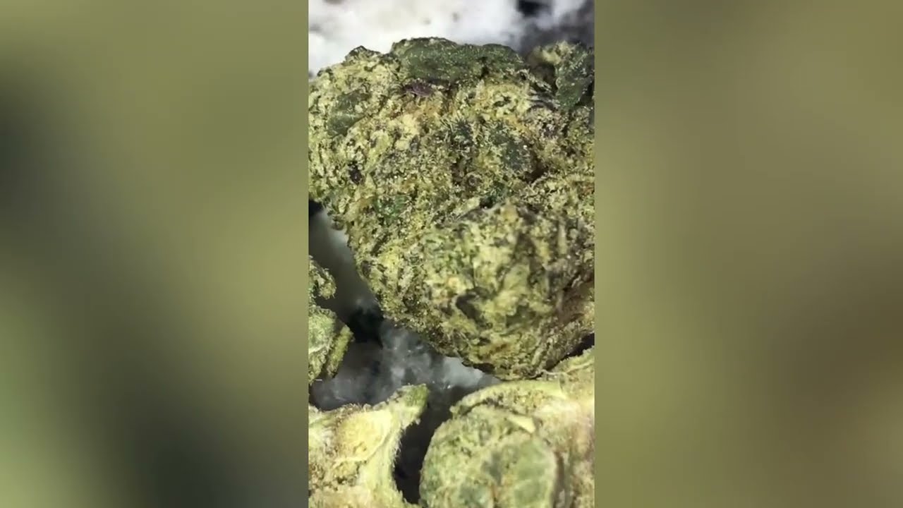 Government Oasis Strain Review ( Smk Brk 420 )