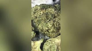 Government Oasis Strain Review ( Smk Brk 420 )