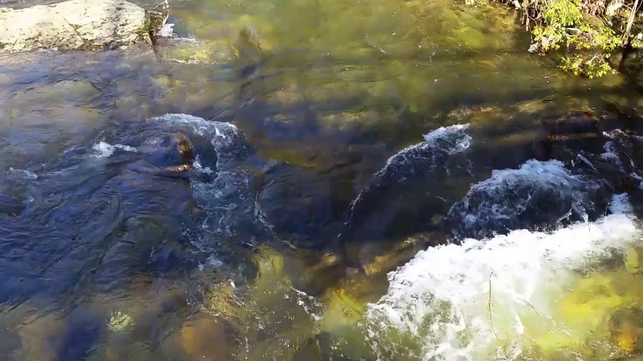 Foothills Trail - Lower Whitewater Falls