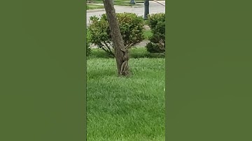 Squirrel Proof Bird Feeder with a Slinky: Dancing #animals