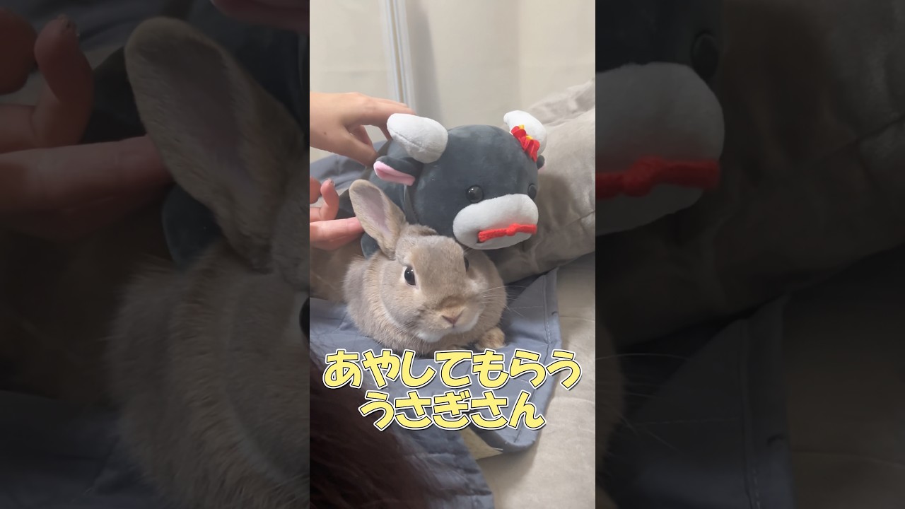 あやされるうさぎの表情が可愛すぎた🐰# #うさぎ #rabbit - YouTube