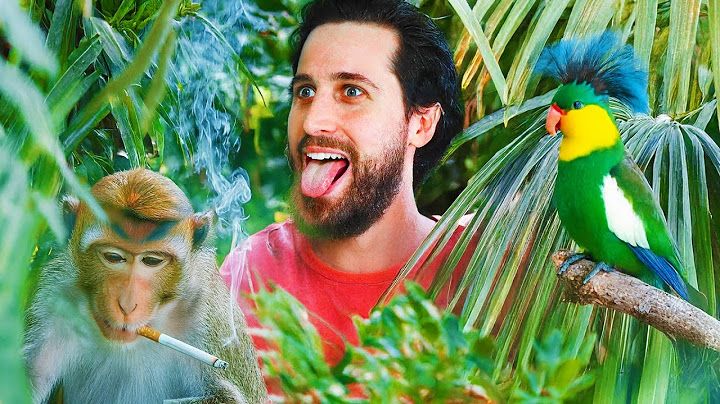 Mókás állatok, akik szeretnek KŐKEMÉNYEN beállni! 🌿 @LeEgyszerűsítve
