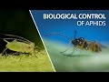 Biological control of aphids - Aphidius colemani