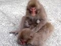 伊豆、波勝崎苑の猿（怒りんぼおサル）Japanese Macaque Monkeys