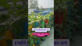 PVC Garden – Smart Gardening Solution!