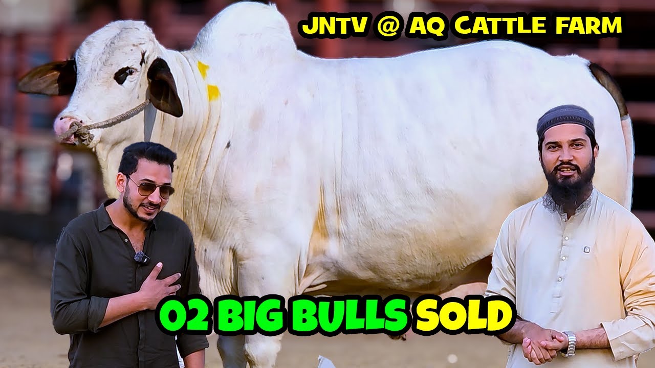 2 BIG Bulls SOLD | JNTV | AQ Cattle Farm