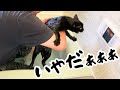 【保護猫】初めてのお風呂で大絶叫!ガチギレ猫と家族の奮闘ぶりが面白すぎた