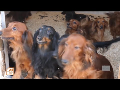 Длинношерстные таксы похитят ваше сердце
