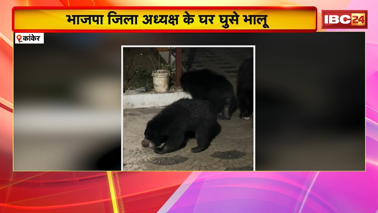 CG Bear News: Kanker BJP जिला अध्यक्ष Mahesh Jain के घर घुसे 3 भालू। भालुओं का Video हुआ Viral