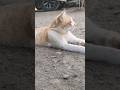 #cat#cutecat#funnyanimal #kitten #studywithmeandmycat #catvideos#cute #funny #catfunny