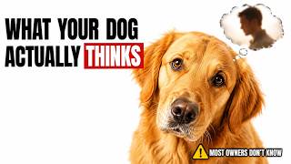 What Your Dog Actually Thinks About You The Truth Will Move You
