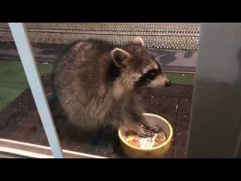 Elvis Raccoon Elvis the raccoon eats on the deck - YouTube