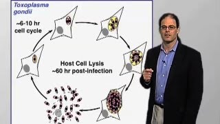 Toxoplasma pathogenesis  David Roos (U Penn)