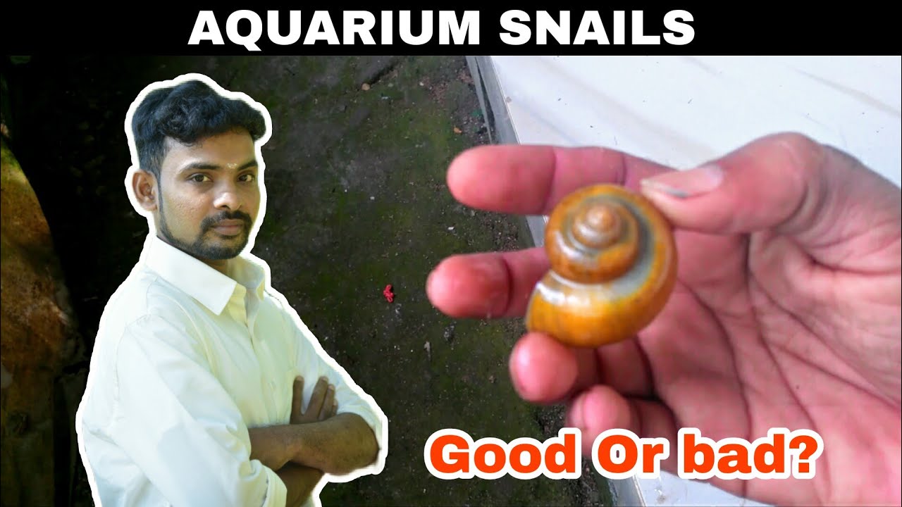Aquarium Snails Good Or Bad Snails In Aquarium Aathi Aqua Vlog
