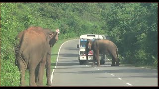 An elephant blocks a Bus to take food. බසය නවතා ආහාර පැහැරගත් අලි