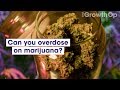 Can you overdose on marijuana  weed easy