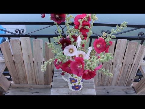 How To Harvest & Condition Hollyhocks To Use As Cut Flowers ~ Ep 108