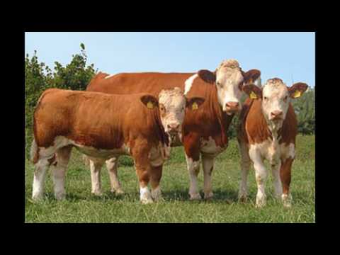 0856 0109 7646 ISAT PENGGEMUKAN SAPI DI JAWA TIMUR - YouTube