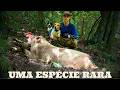 SEMPRE TEM UMA SURPRESA | JAVALI BRASIL