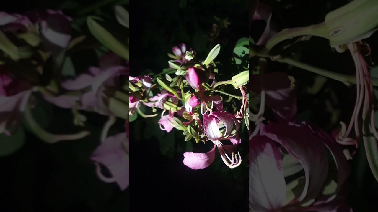 Symbol of purity 🌺 KOVIDAR FLOWER 