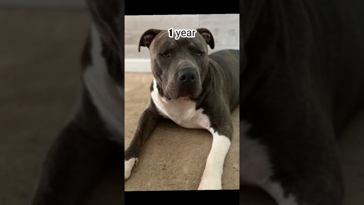 evolution of pitbull