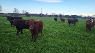 Grazing Baldwin County Alabama