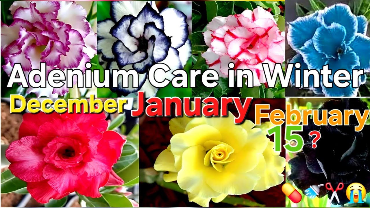 Adenium Plant Care in Winter || Desert Rose || Dream Garden Assam ||