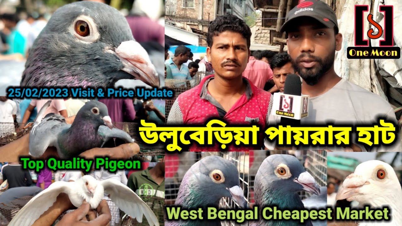 Uluberia Pet Market |Current Exotic Pigeon's Price Update at Uluberia 25/02/2023 Visit |
