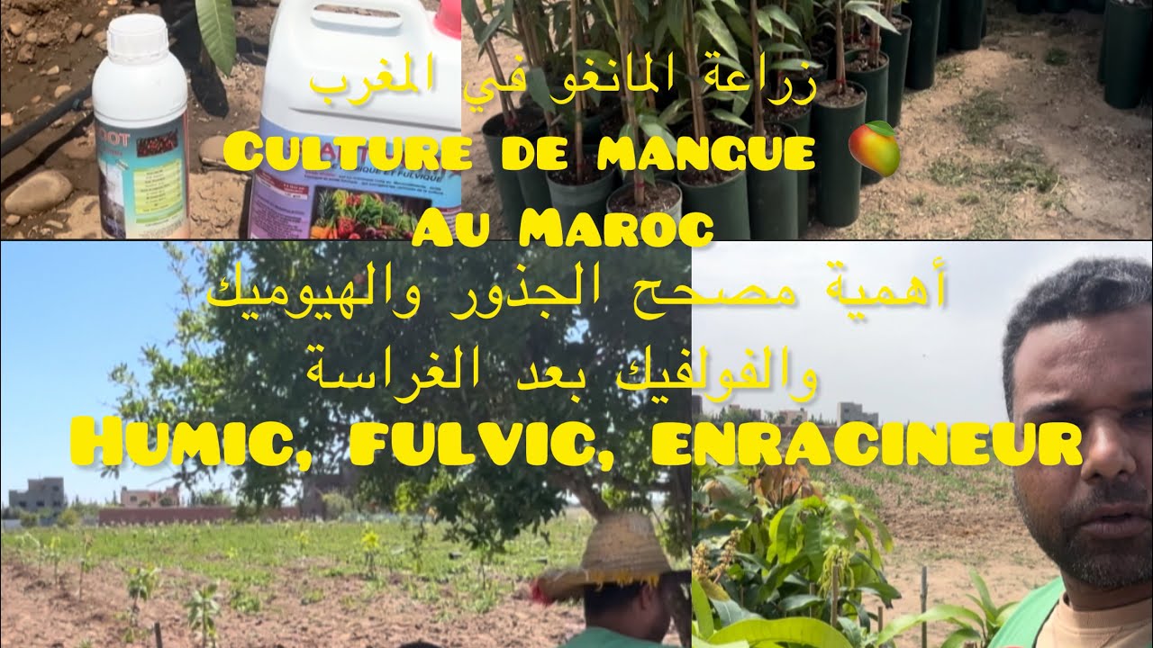 زراعة المانغو في المغرب culture de mangue au maroc/mango/Enracineur, humic, fulvic