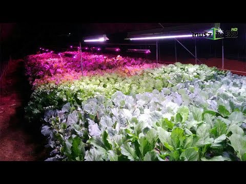 วีดีโอ: พืชเจริญเติบโตได้ดีที่สุดภายใต้แสงสีใด