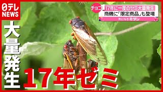 なぜ？ １７年に１度…セミが大量発生！ “限定チョコ”も登場　アメリカ（2021年6月2日放送「news every.」より）