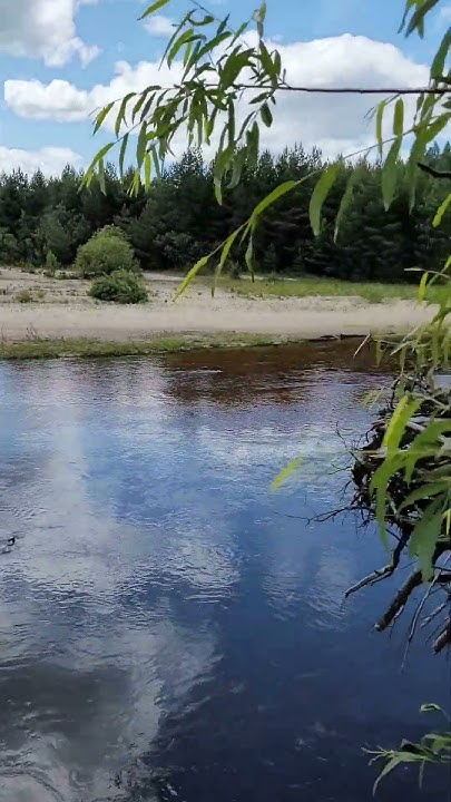 Река Керженец в Керженском заповеднике 🌲Нижегородская область 🌳 Россия ...
