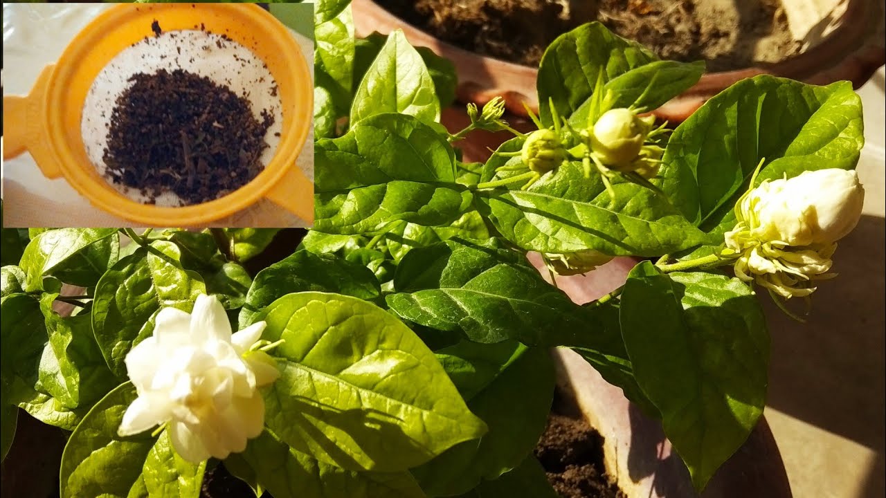 मोगरा में बड़े और ढेरों फूल पाने के लिए Fertilizer/Care