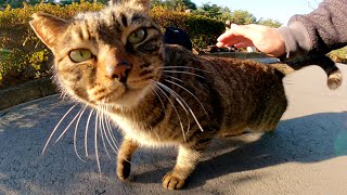 他の猫をモフると嫉妬心が爆発してしまう人懐っこいキジトラ猫