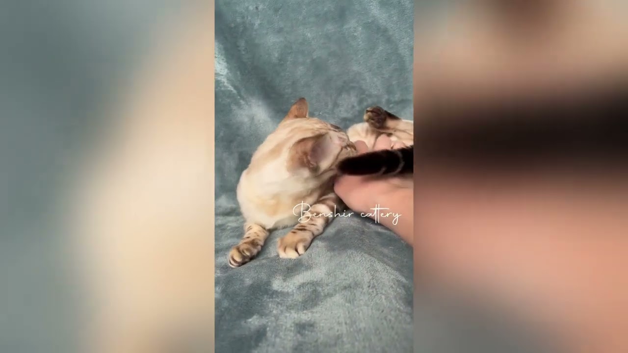 Бенгальский котенок Benshir Zefir