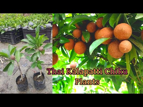 Video Thai Variegated Chiku and Lancha Chiku and Kalapatti... - youtube