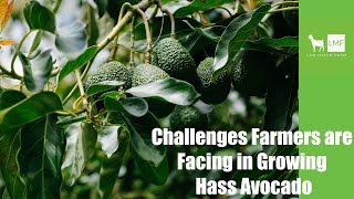 Challenges Farmers are Facing In Growing Hass Avocado