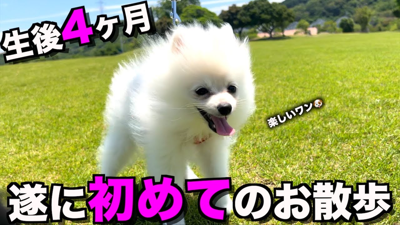 【ポメころびページ】ご予約2点おまとめ ポメころびページ】ご予約2点おまとめ hq720.jpg?sqp=-