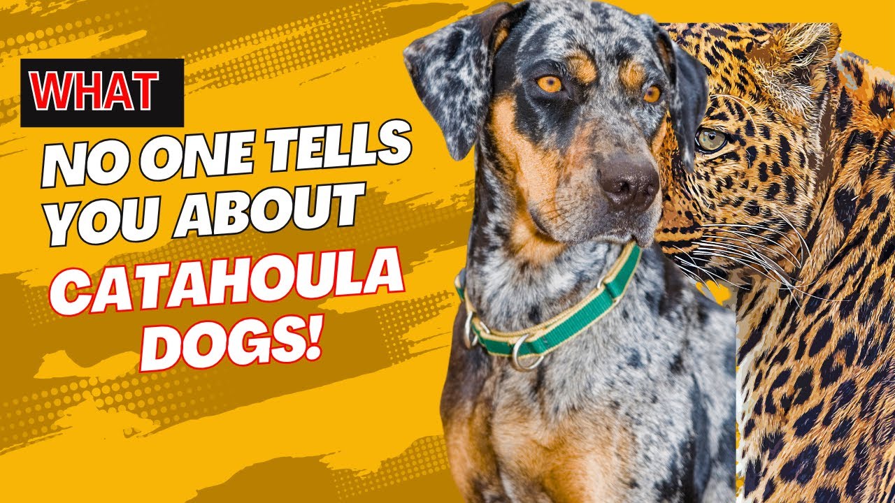 9 Secrets Known Only to Catahoula Leopard Dog